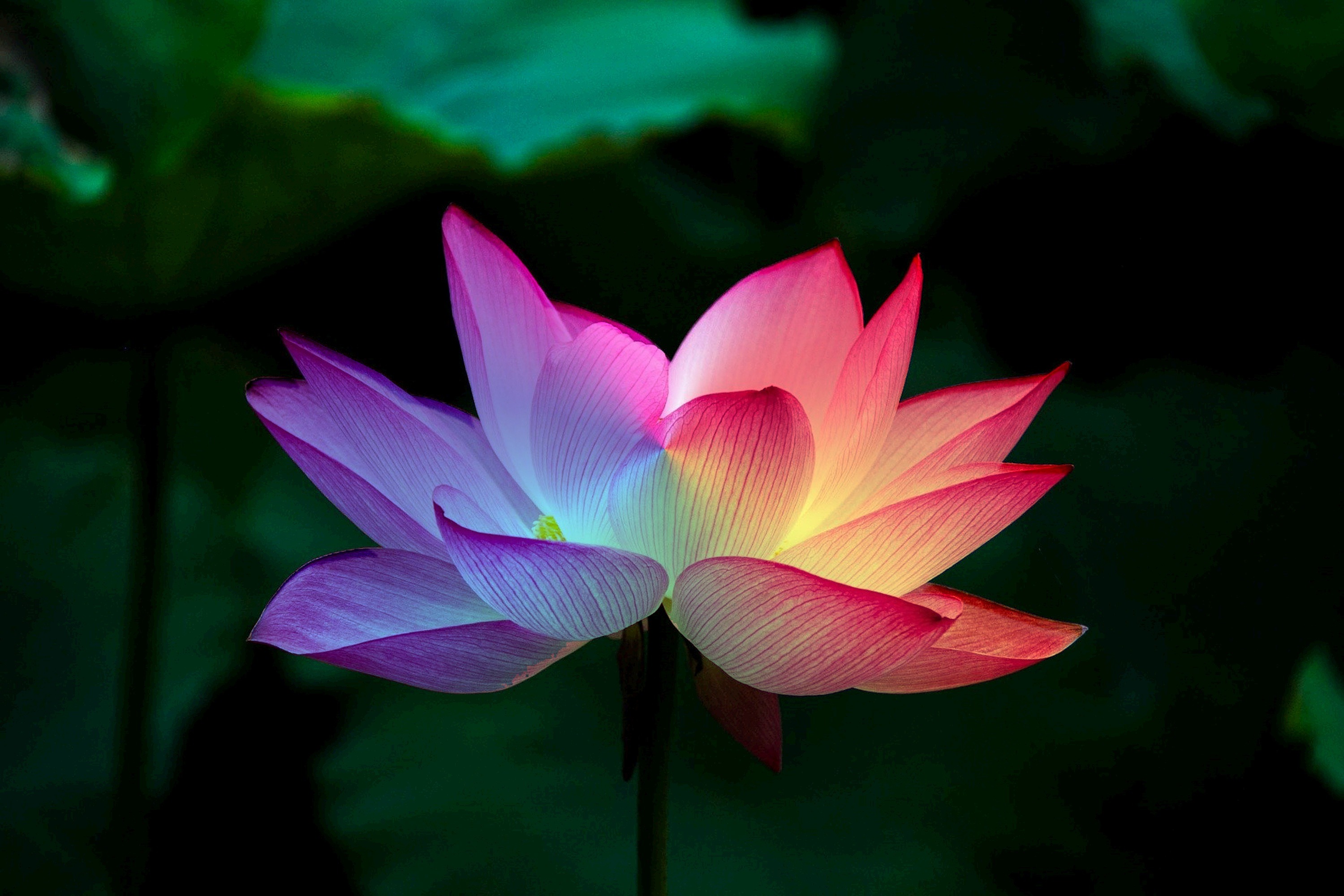 Meditation