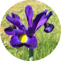 Iris