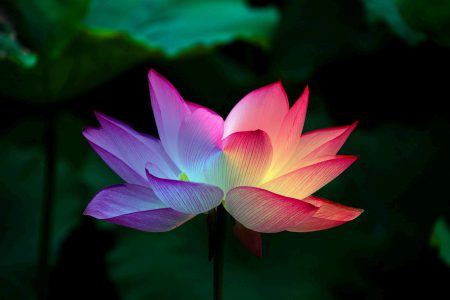 lotus