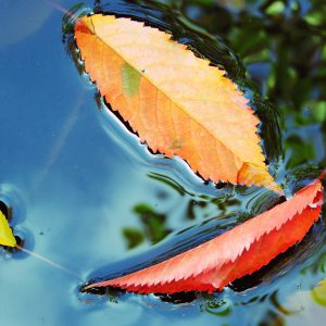 Blaetter im Wasser